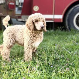 “Waffles” Yellow Collar Female - Apricot Poodle puppy in Buckhorn, Kentucky from Abner Farm’s Poodles