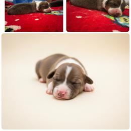Girl 1 - Blue female Pembroke Welsh Corgi puppy in Saint George, South Carolina from Carolina cotton candy corgis