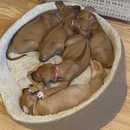 Lhasa Apso and Rhodesian Ridgeback Puppies from Koenigplatz Kennel
