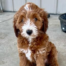 Yellow Male - Apricot male Goldendoodle puppy in Great Falls, Montana from Montana Goldendoodles