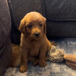 Chai - Apricot female Goldendoodle puppy in Warren, Michigan from Annette Patterson