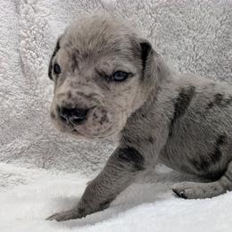 Gambit - Merle male Great Dane puppy in Bay City, Michigan from Monarch Danes