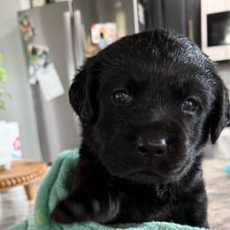 Ivan  - Lime Green Collar (Tentatively Bobby) - Black male Labrador Retriever puppy in Greensburg, Kentucky from Paws Farm Retrievers