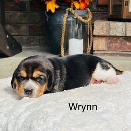 Wrynn - Black tan and white female Beagle puppy in Mansfield, Missouri from Rippee Creek Kennel