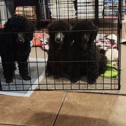 Poodle Puppies from Aurak