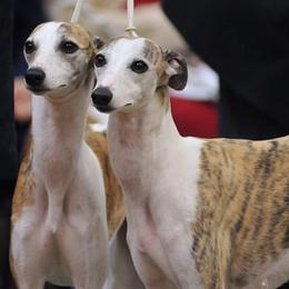 Whippets from Atelier