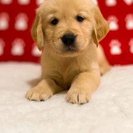 Golden Retriever Puppies from Bear State Goldens