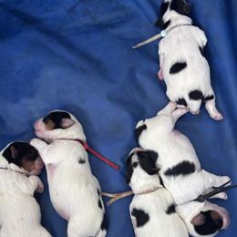 Yorkshire Terrier puppies from Sharon Johnson