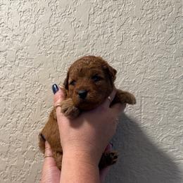 Boy 2 dark - Red  male Poodle puppy in Southwest Ranches, Florida from Herringbone ‘s Poodles