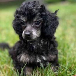 Dexter - Poodle