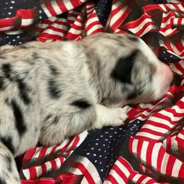 Misty - Blue merle female Australian Shepherd puppy in Marshall, Virginia from Aussie Tales Farm