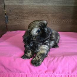 Girl 1 - Brindle female Shih Tzu puppy in Meadows Of Dan, Virginia from Walt’s Shih Tzus