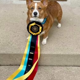 American Corgi and Pembroke Welsh Corgi Puppies from Tambali Corgis