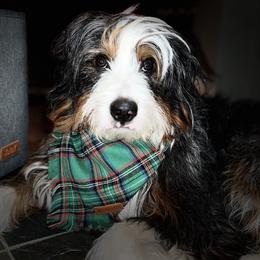 Gus - Bernedoodle