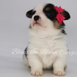 American Corgi and Pembroke Welsh Corgi Puppies from Blues In Bloom Corgis