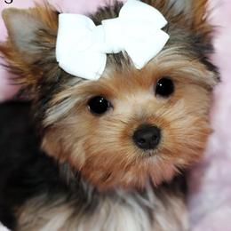 Yorkshire Terriers from H6 Yorkies