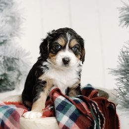 Purple Girl - Tri-color Bernedoodle puppy in Nancy, Kentucky from Wilderness Point Doodles