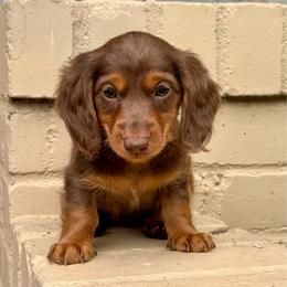 Hazel - Chocolate and tan female Dachshund puppy in Arcadia, California from Cruz Industries - Dachshund Company & French Bulldog Company