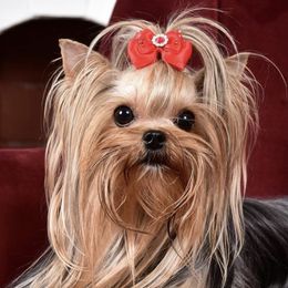 Biewer Terriers and Yorkshire Terriers from Niczarbiewers