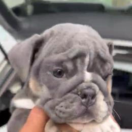Blueberry - Blue tri-color female Bulldog puppy in Cumming, Georgia from Happy Place Kennels