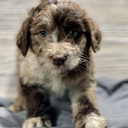 Aussiedoodle and Bernedoodle Puppies from North 40 Doodles