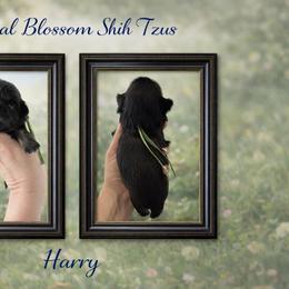 Harry - Sable male Shih Tzu puppy in Connersville, Indiana from Royal Blossom Shihtzus