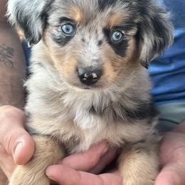 Toy Australian Shepherd Puppies from Kickapoo Creek Toy Aussies