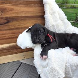 Lucky - Black female Great Dane puppy in Arpin, Wisconsin from Arpin Great Danes