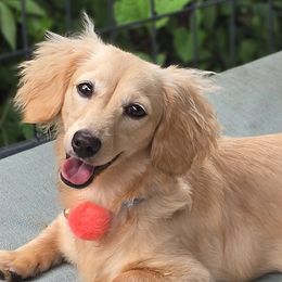 Dachshunds from Uptown Doxies LLC