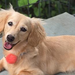 Dachshunds from Uptown Doxies LLC