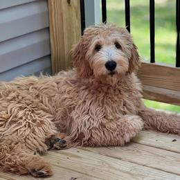 Milah - Goldendoodle