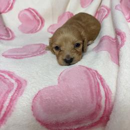 Chester - Cream male Dachshund puppy in Lake City, Florida from My Ditzy Doxies of Florida