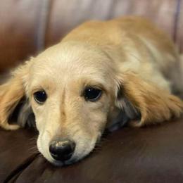 Parker - Dachshund