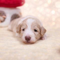 Milan - Gold male Bordoodle puppy in Conway, Missouri from 2J 2K Bordoodles