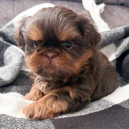 Prancer - Chocolate and tan male Shih Tzu puppy in Connersville, Indiana from Anna’s Farmhouse Shihtzus
