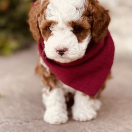 Goldendoodle and Poodle Puppies from Doodle Puppy Parti