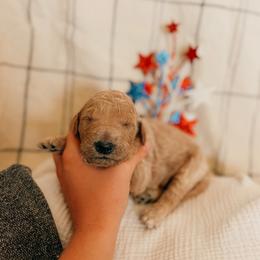 Jackson - Apricot male Goldendoodle puppy in Yukon, Oklahoma from Bows & Ties Doodles