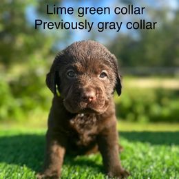 Gray collar - Chocolate male Labrador Retriever puppy in Brooksville, Florida from Lonestar Labradors C&E