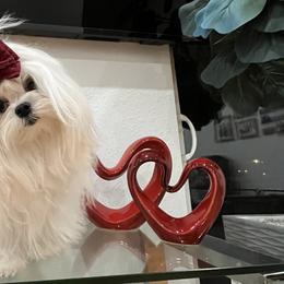 Maltese and Poodles from minipupps