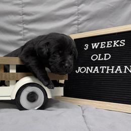 6th pick Black Male - Black male Labrador Retriever puppy in Farmington, Missouri from Granite Creek Kennel