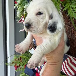 Female 4 - Black and white female Basset Hound puppy in Manchester, Tennessee from Middle TN Leopard Catahoulas and Middle TN Bassett Hounds