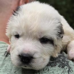 Abrek - White male Central Asian Shepherd Dog puppy in East Camden, Arkansas from A Plus A