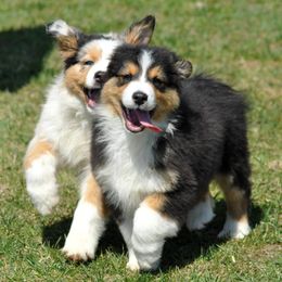 Australian Shepherd Puppies from Danell Australian Shepherd