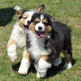 Australian Shepherd Puppies from Danell Australian Shepherd