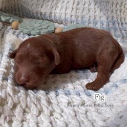 Fig - Red  male Goldendoodle puppy in Phelan, California from High Desert Doodles - the original
