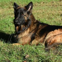 Kosi - German Shepherd