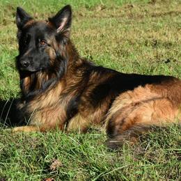 Kosi - German Shepherd