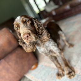 Daisy - English Springer Spaniel
