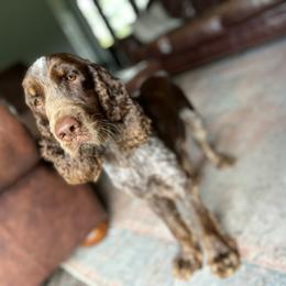 Daisy - English Springer Spaniel