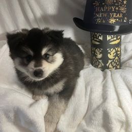 Akela - Black and white Pomsky puppy in Jacksonville, Florida from Northeast Florida Pomskies
